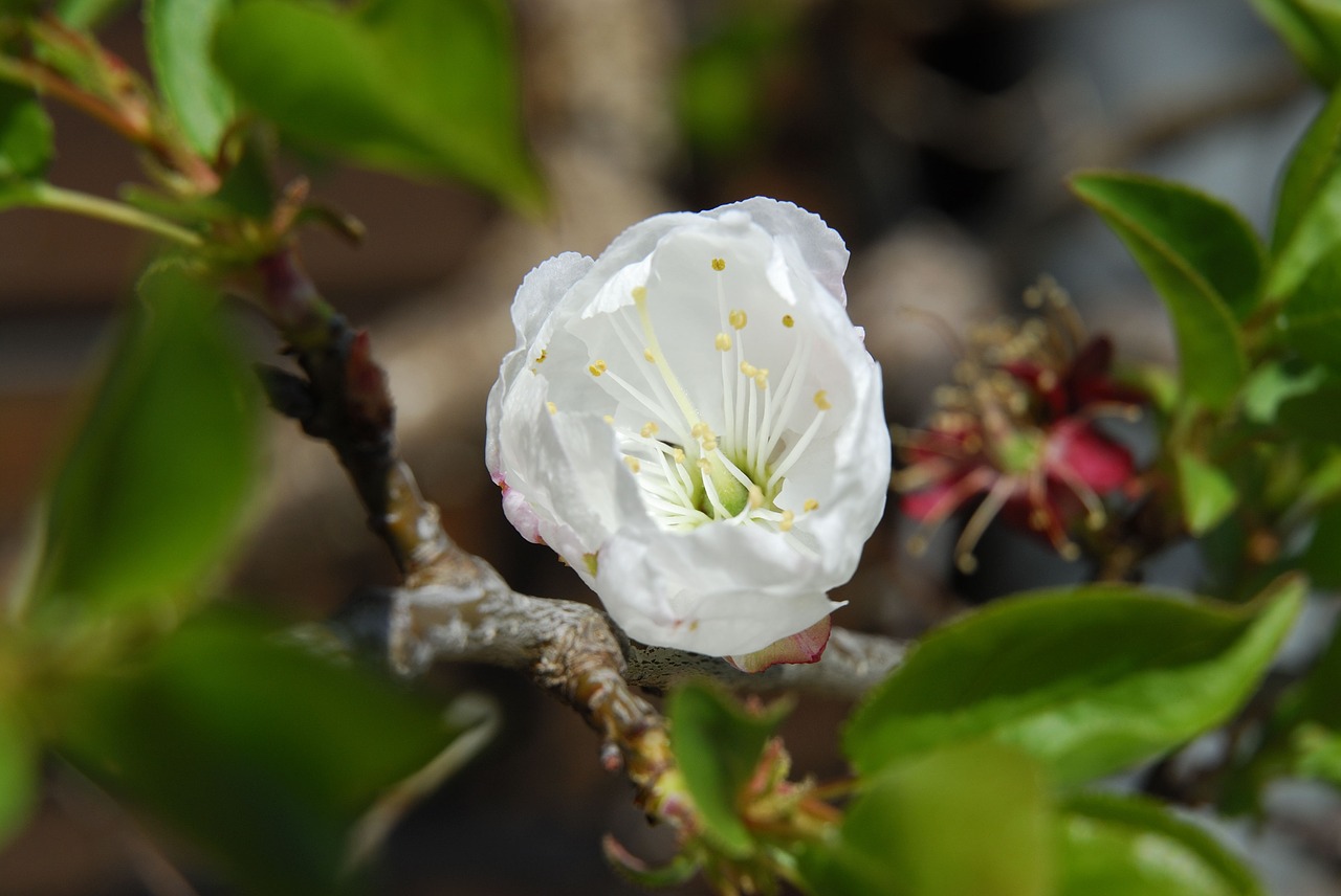 apple blossom spring nature free photo