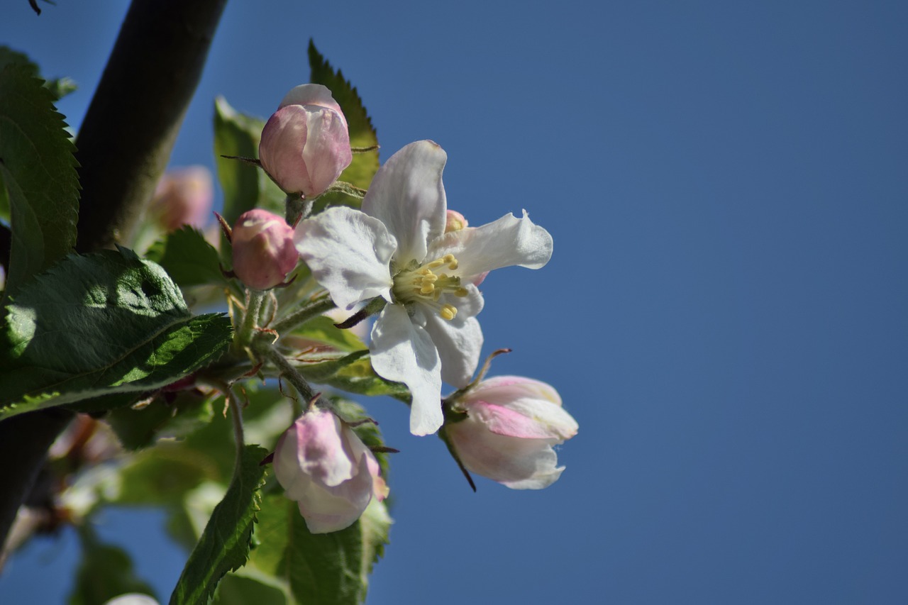 apple blossom may spring free photo