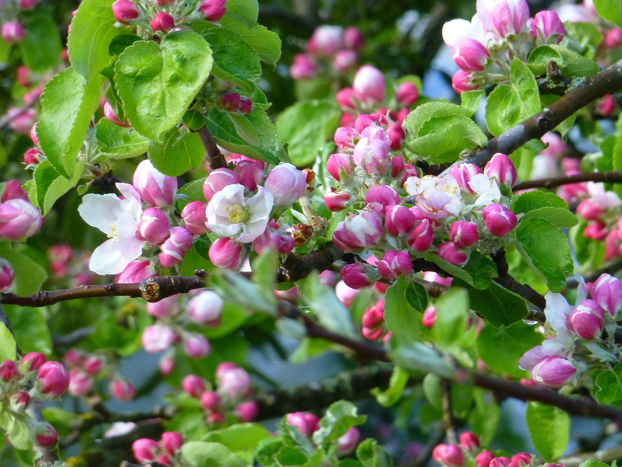 apple blossom spring blossom free photo