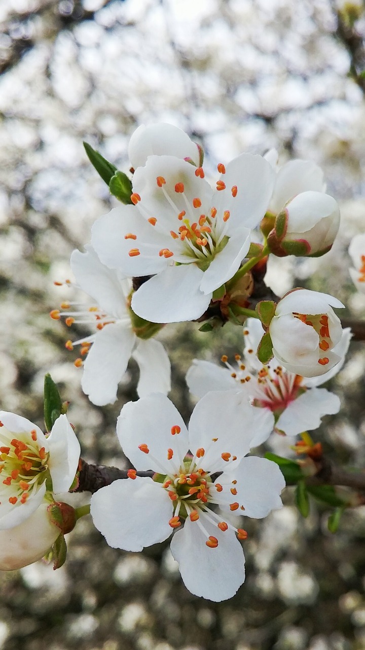 apple blossom apple blossom free photo