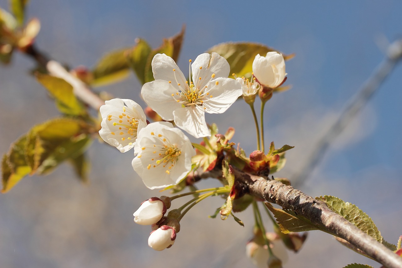 apple blossom spring white free photo