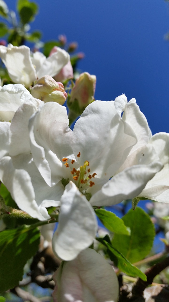 apple blossom white flower free photo