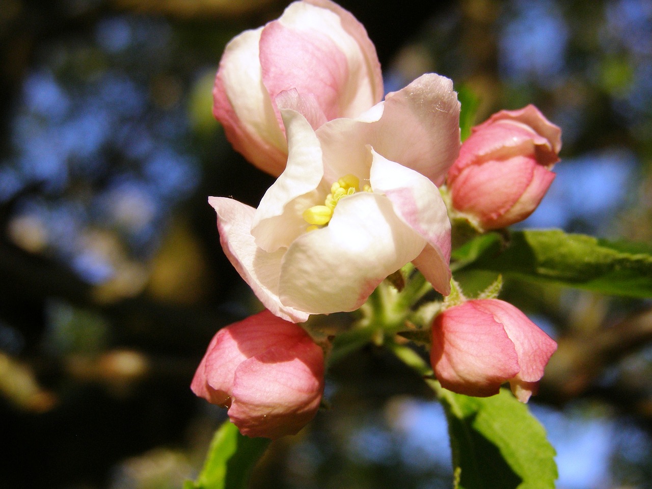 apple blossom close spring free photo