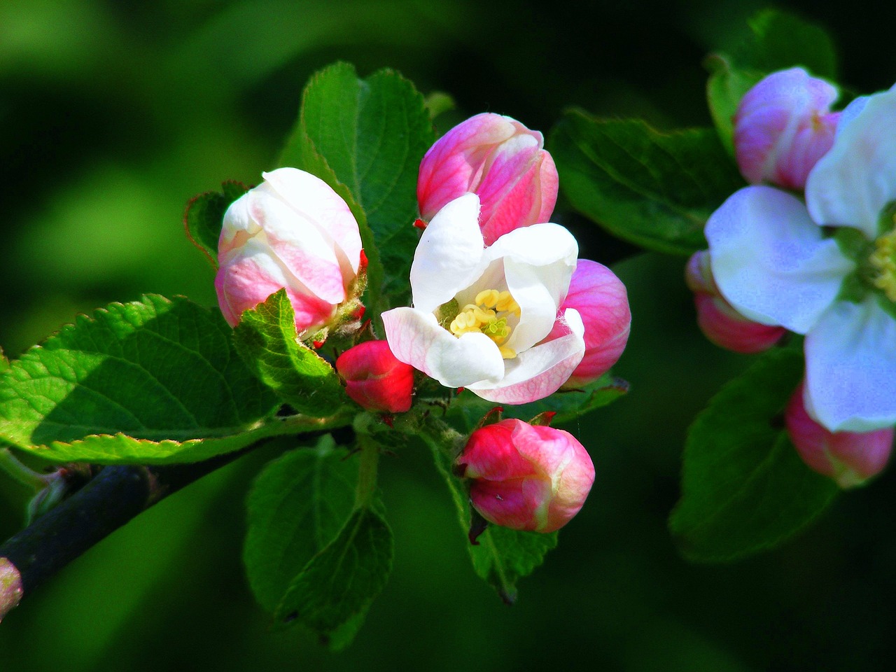 apple blossom pink red free photo