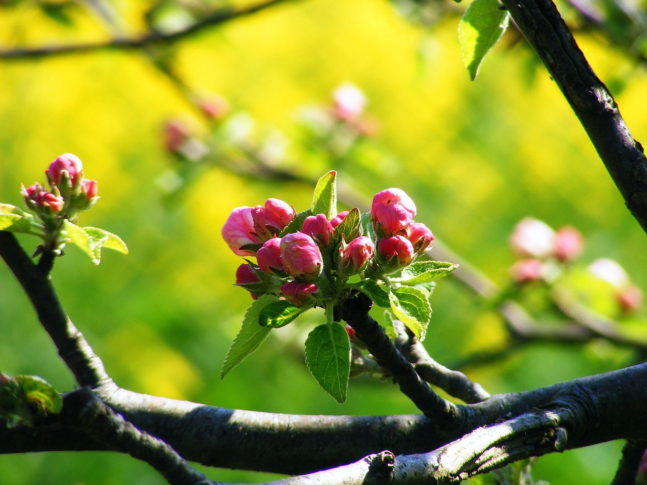 apple blossom old country york free photo