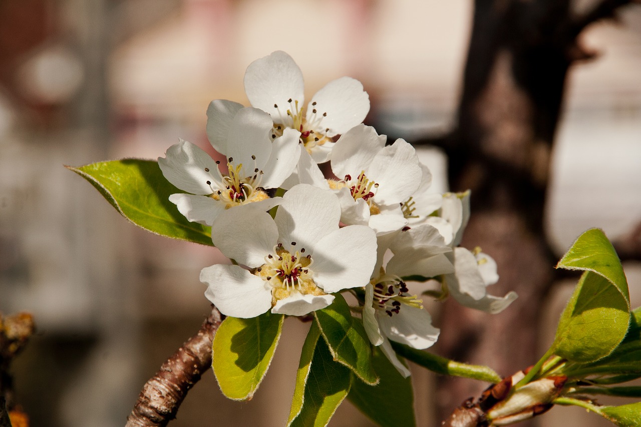 apple blossom apple flower spring free photo