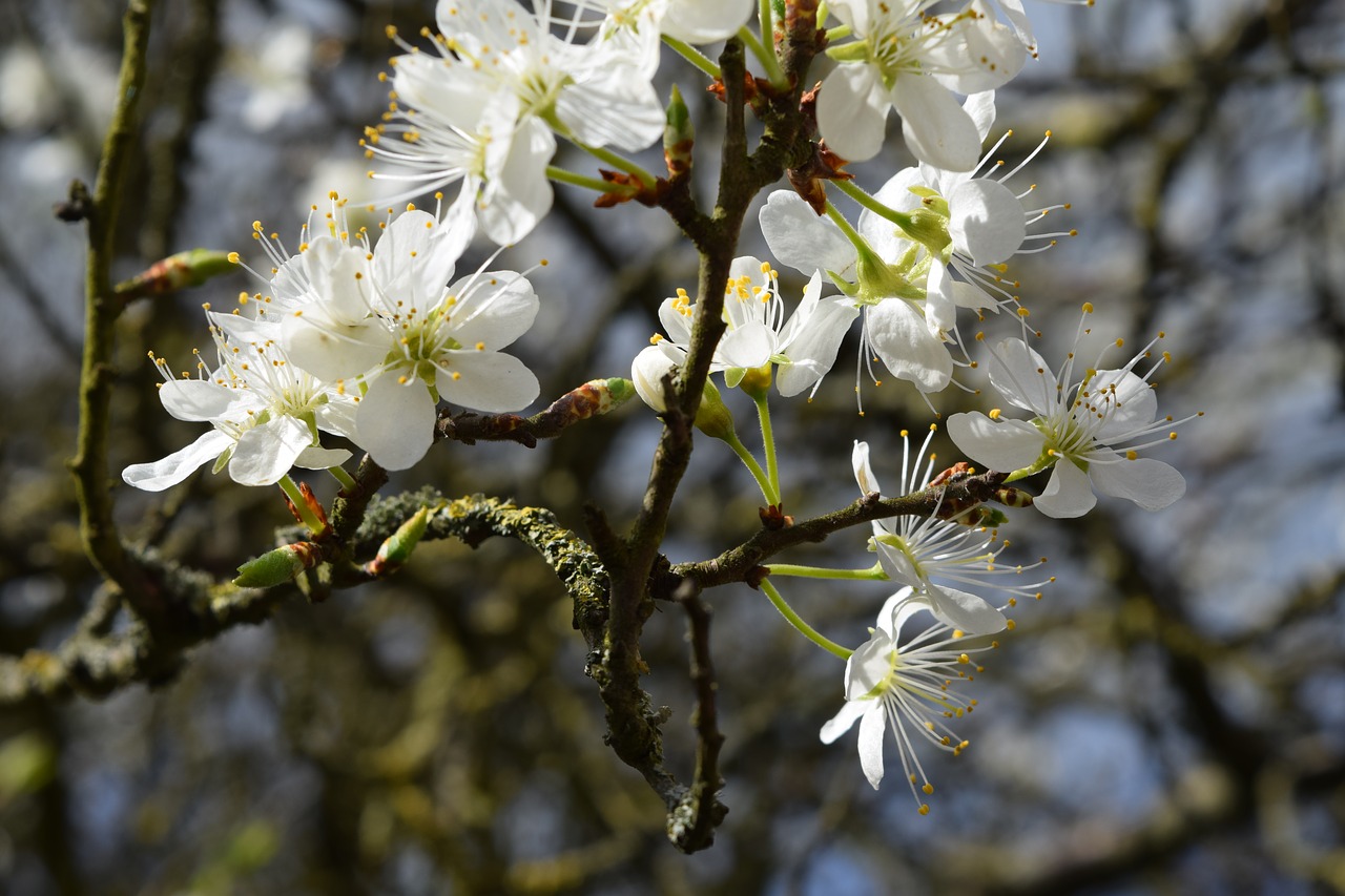 apple blossom tree blossom white free photo