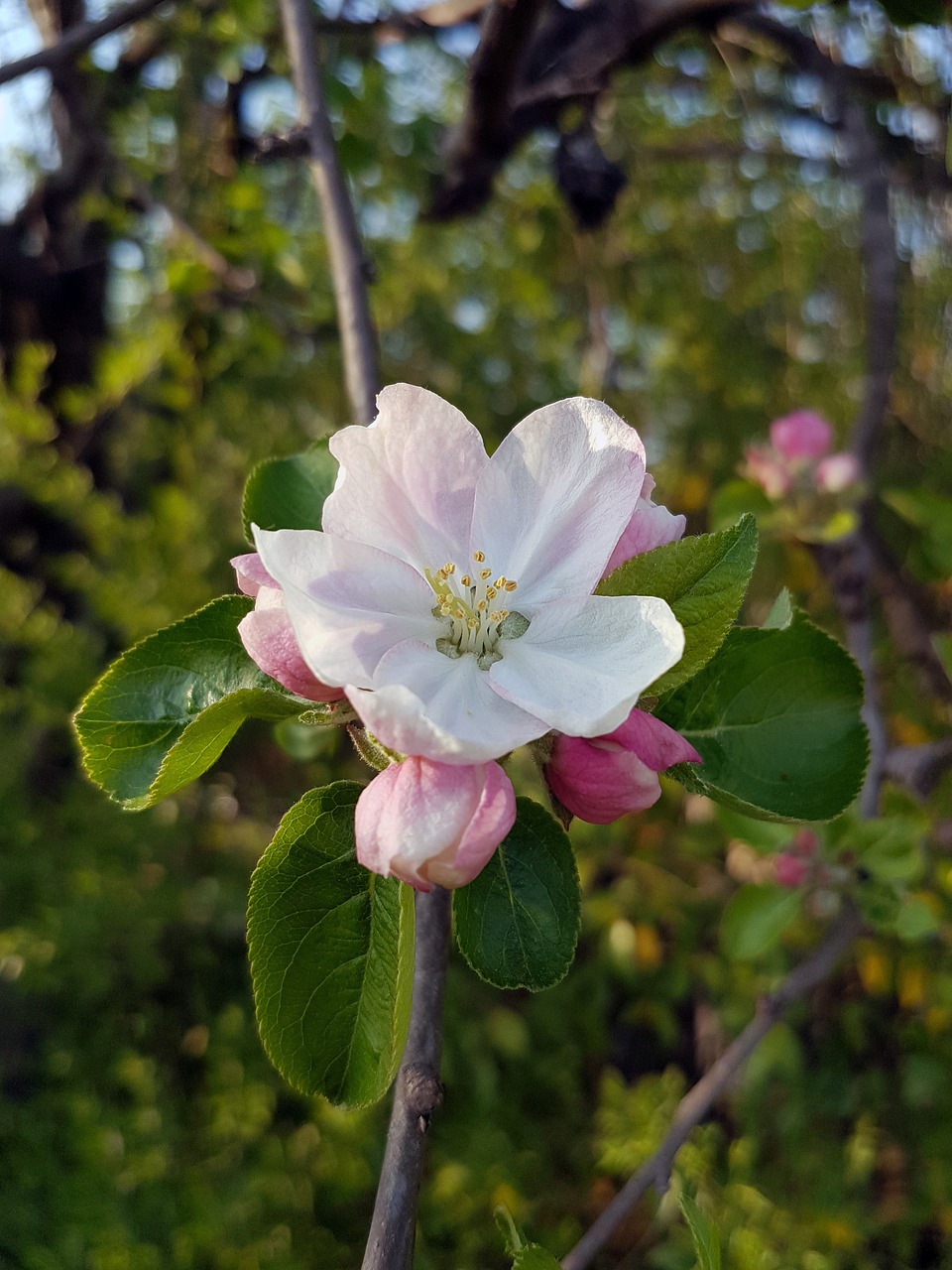 apple blossom blooming flower free photo