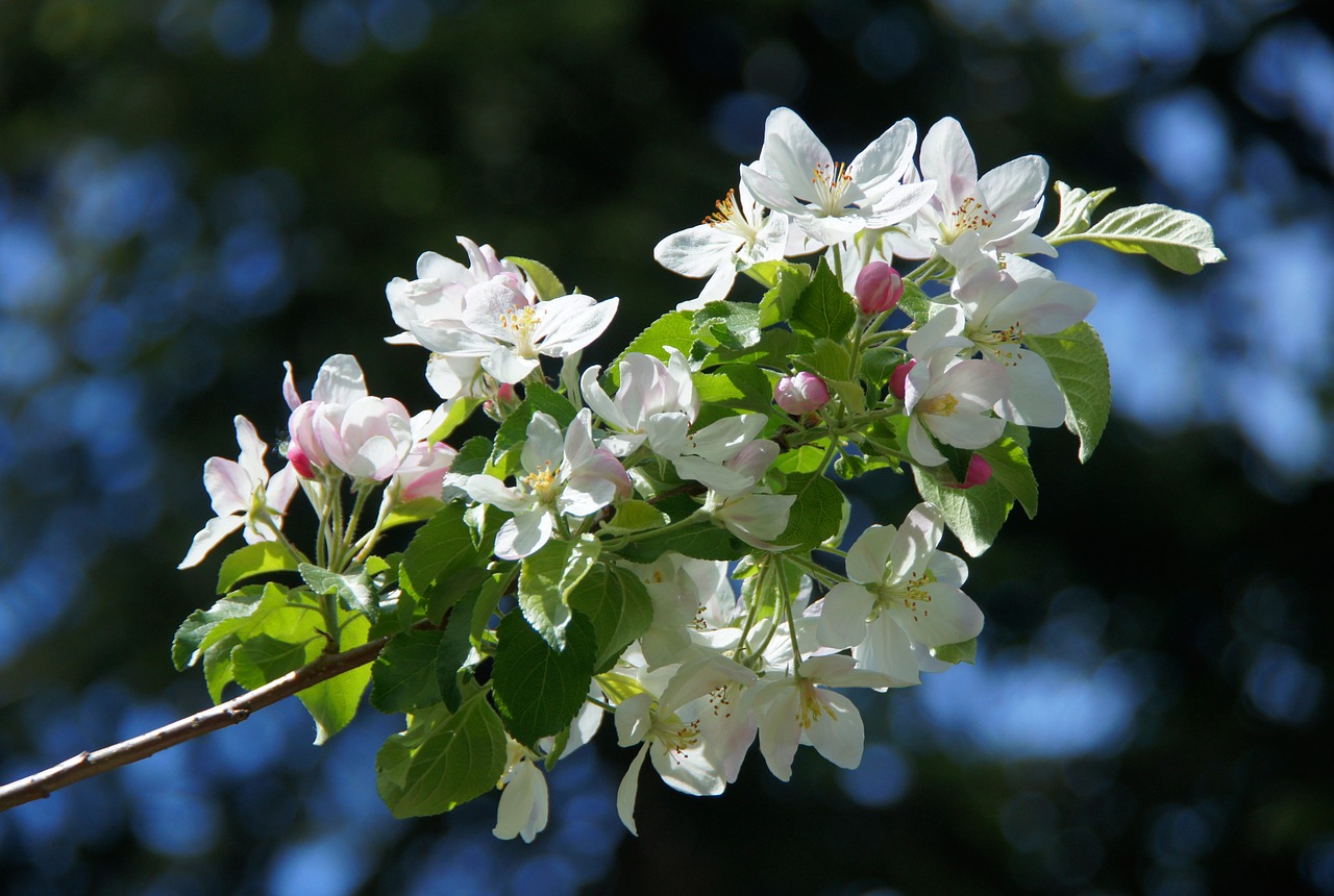 apple blossom white apple tree free photo