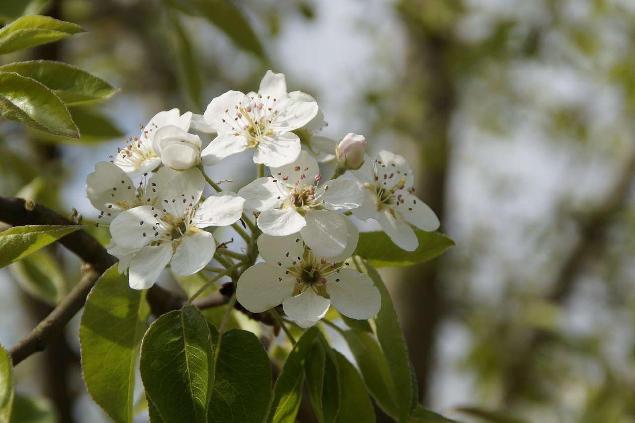 apple blossom blossom bloom free photo