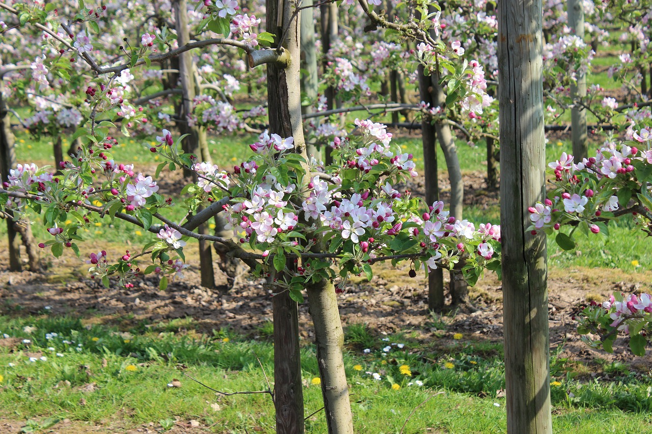 apple blossom orchard trees free photo