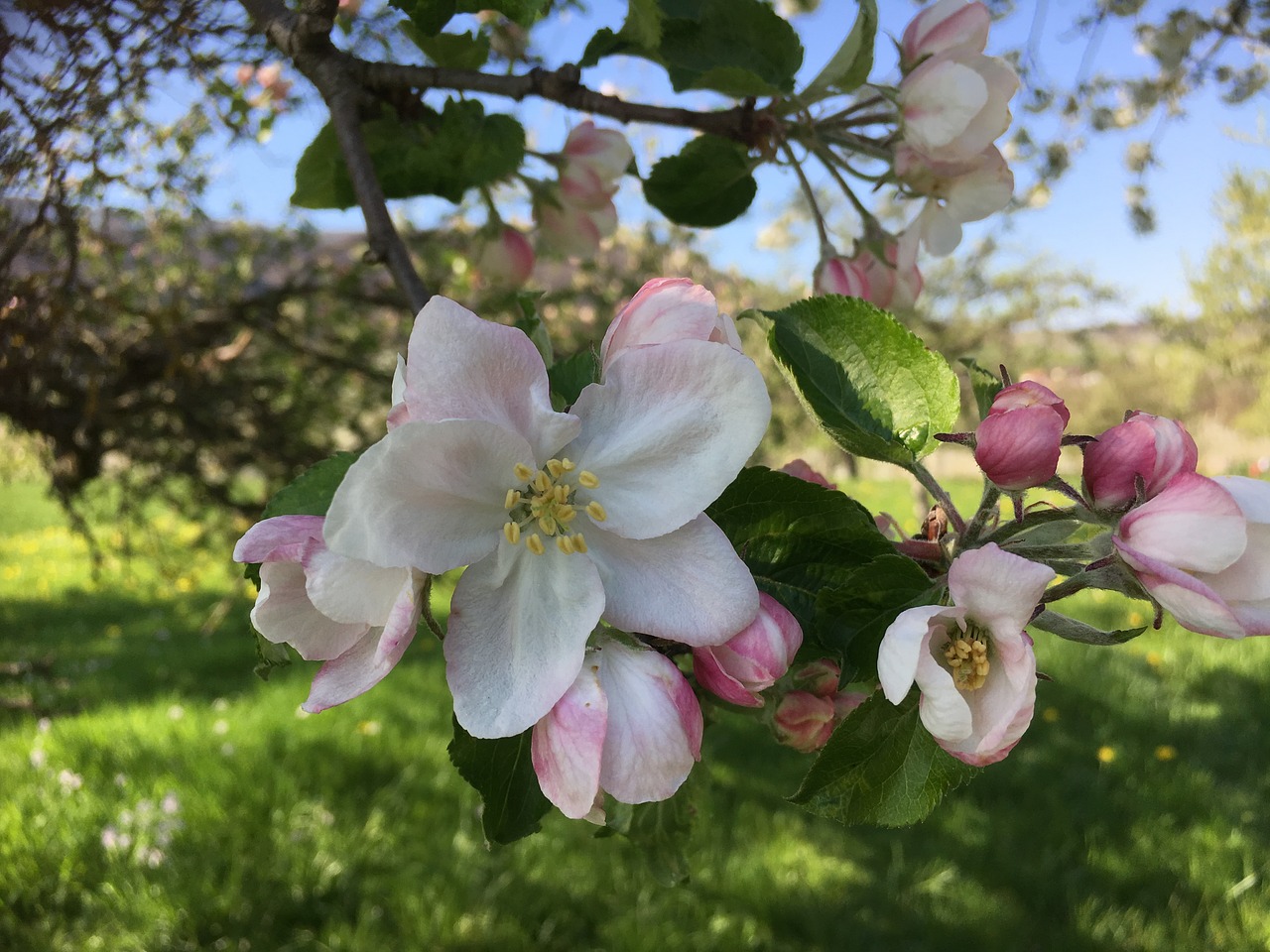 apple blossom spring nature free photo