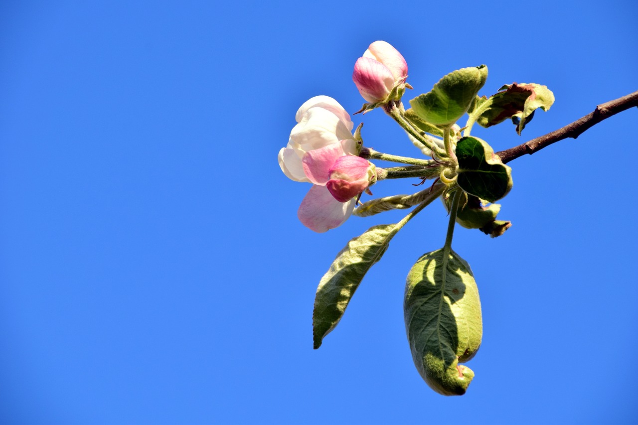 apple blossom blossom bloom free photo