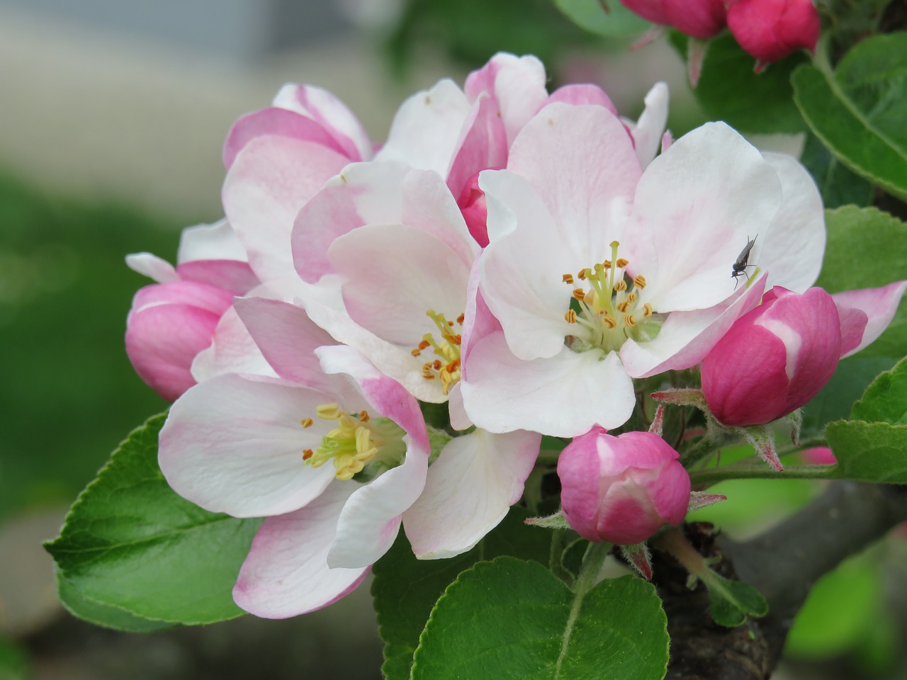 apple blossom pink blossom free photo