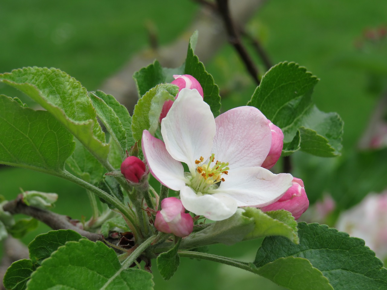 apple blossom pink blossom free photo