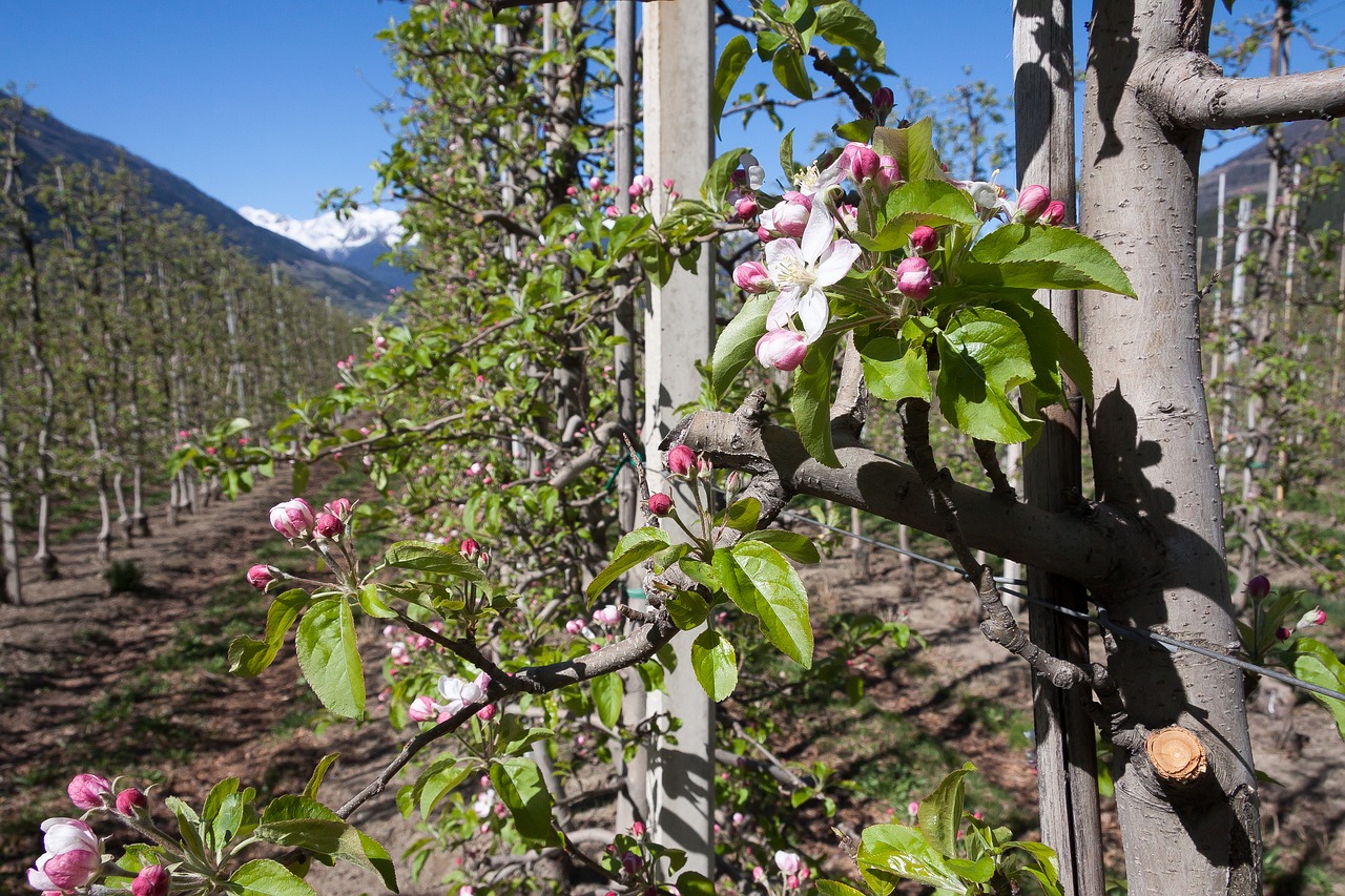 apple blossom plantation trellis free photo