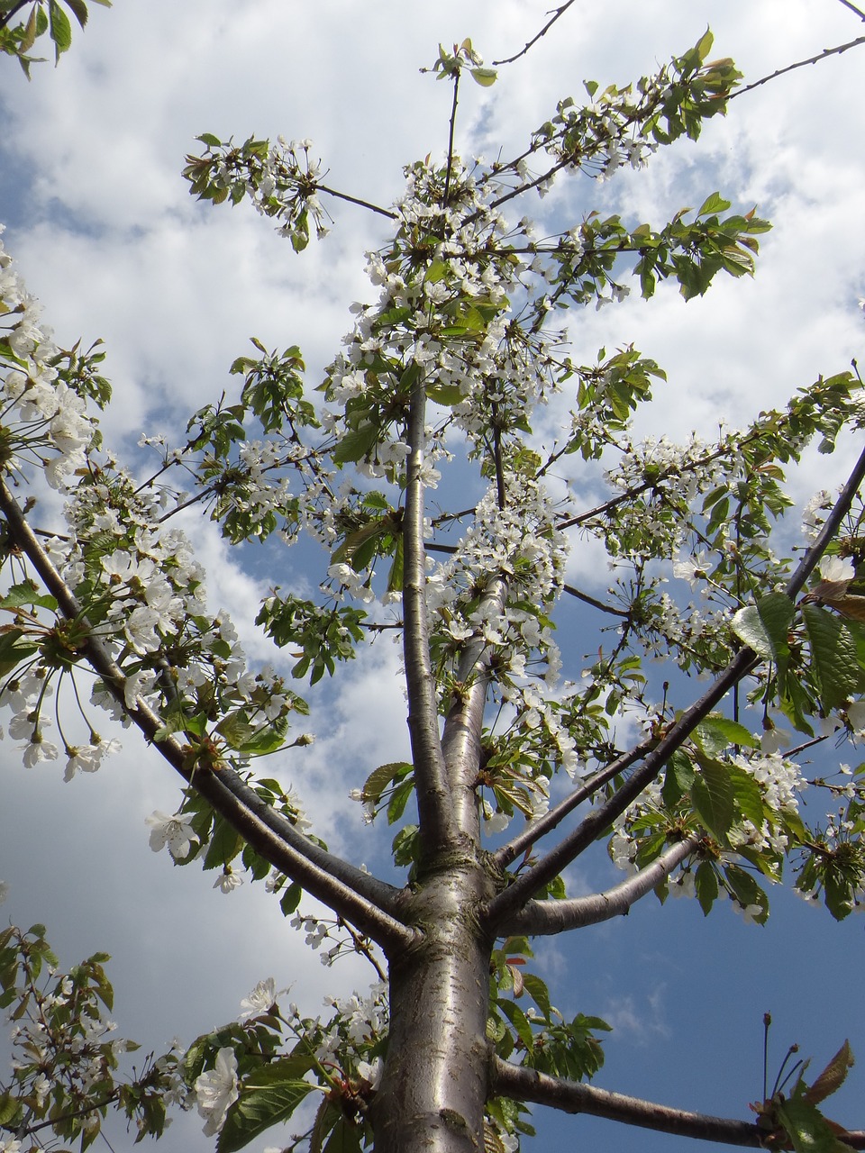 apple blossom blossom bloom free photo