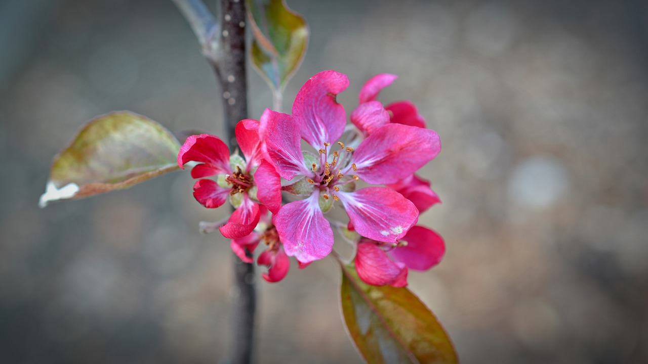 apple blossom red flower apple tree free photo