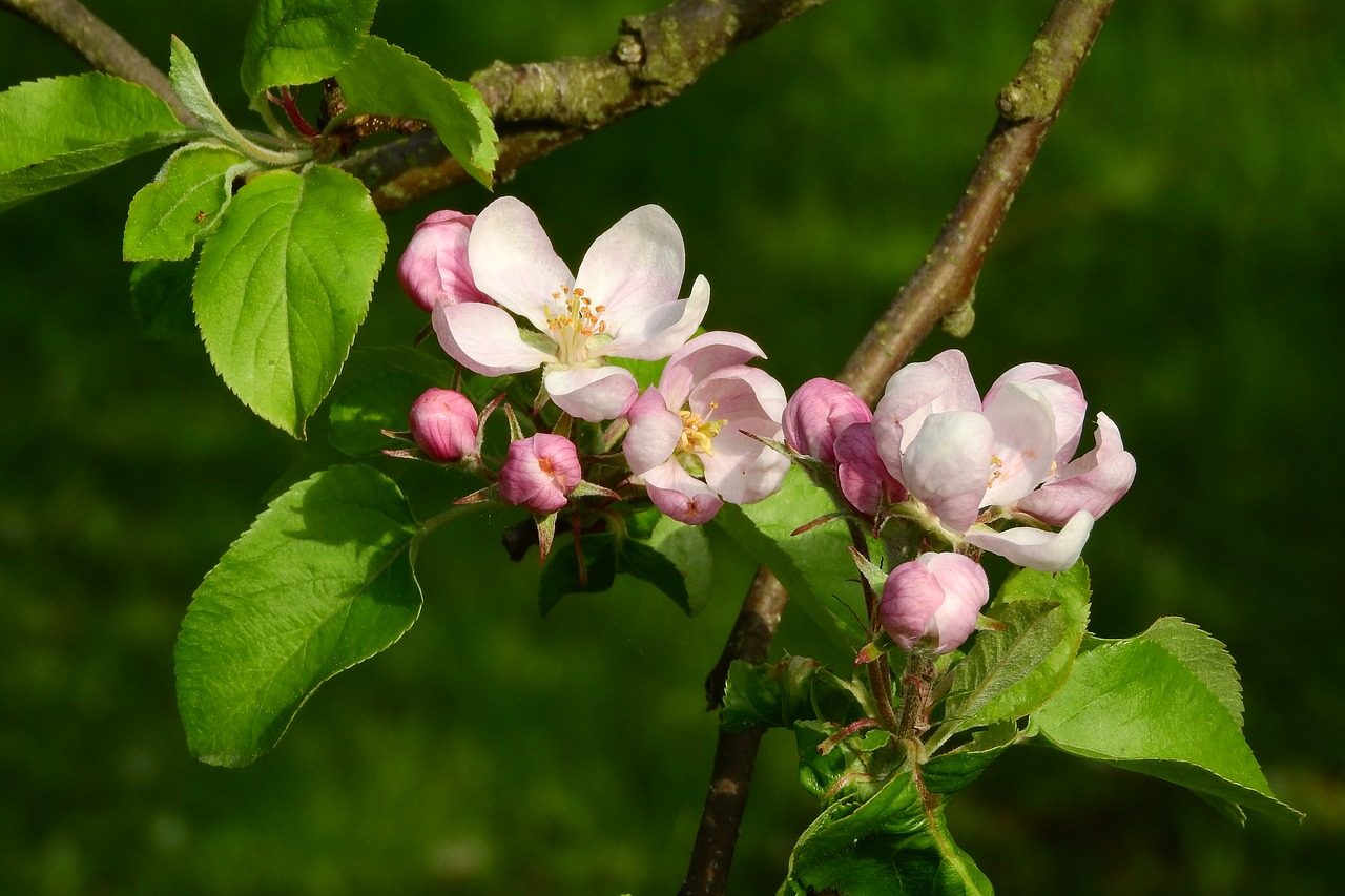 apple-blossom apple tree blooming apple tree free photo