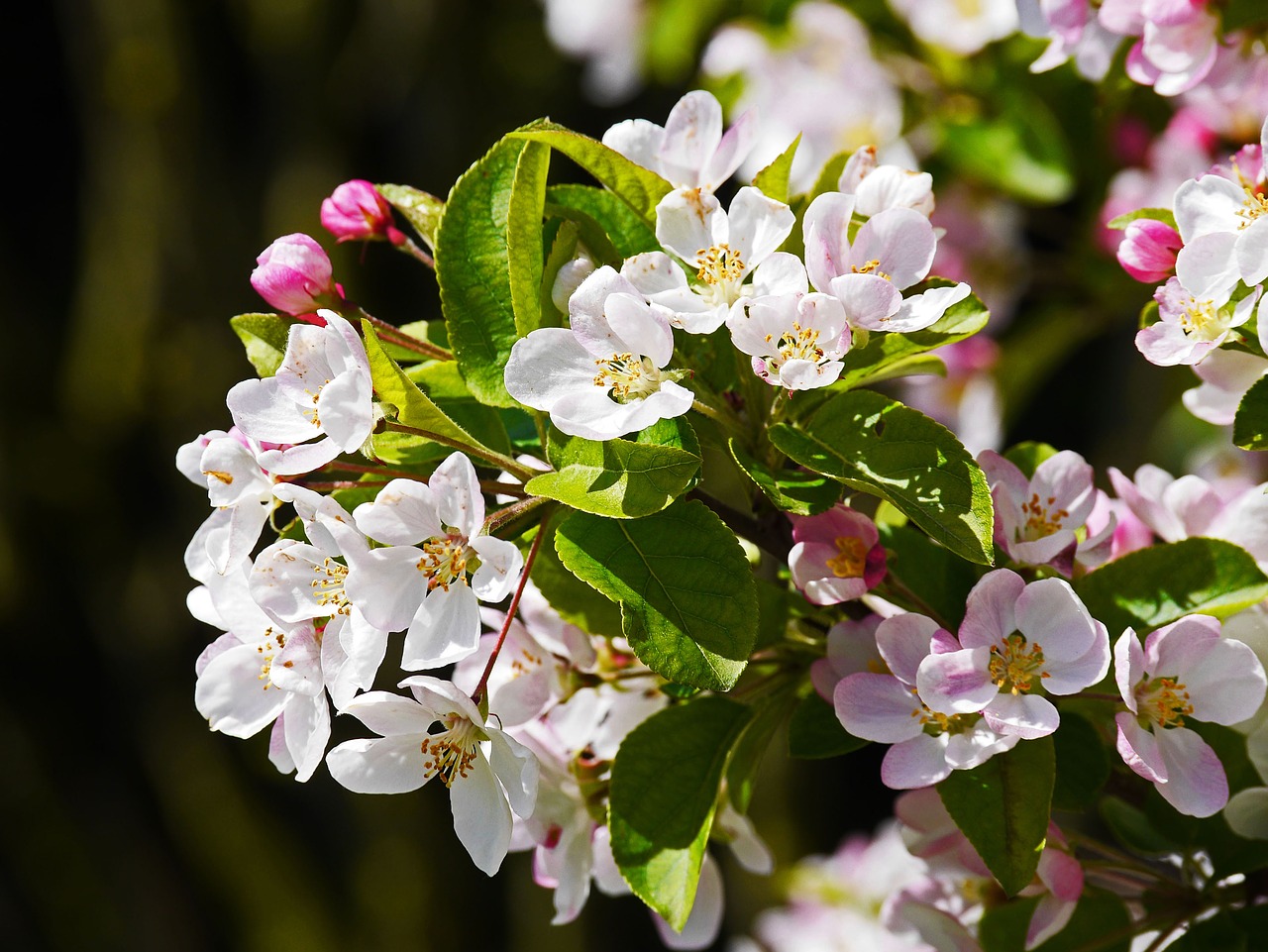 apple blossom branch flowers free photo