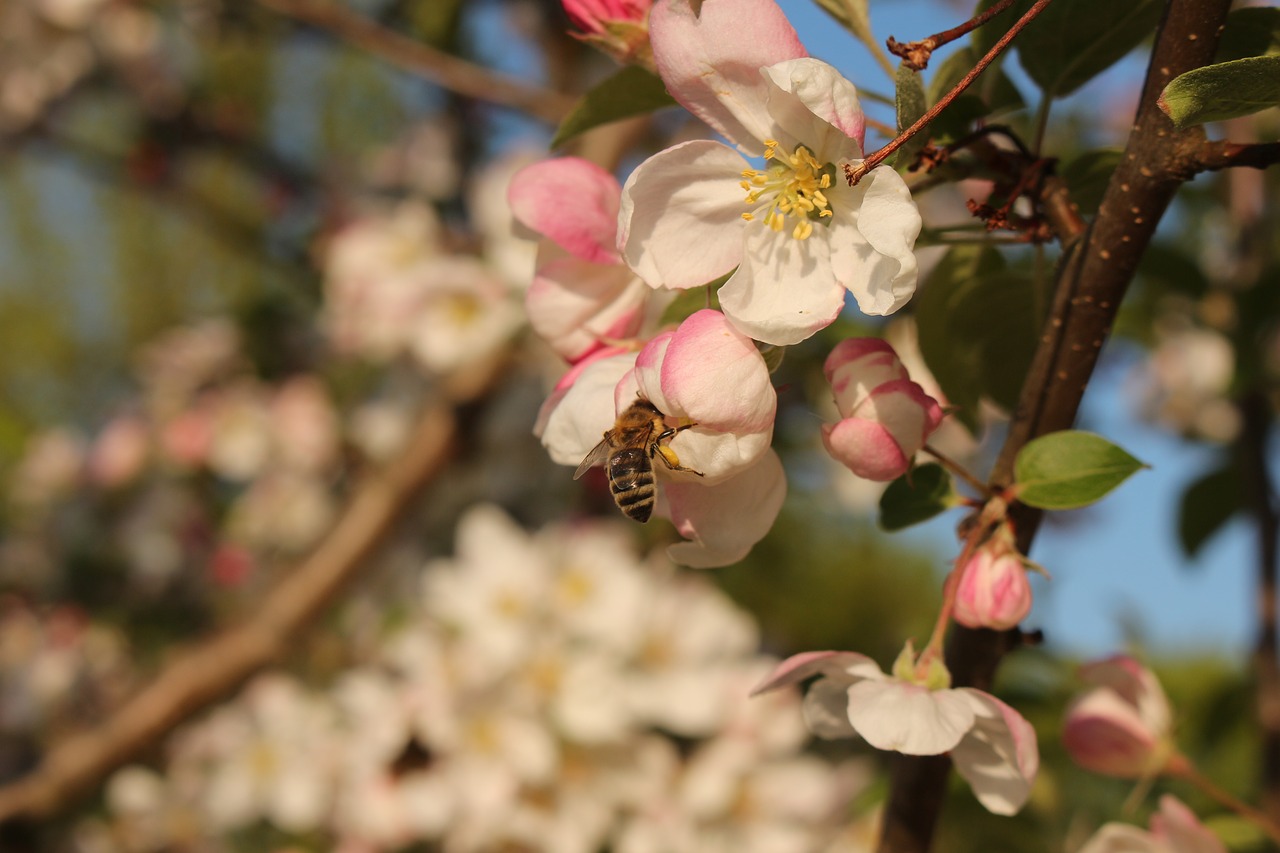 apple blossom bee sprinkle free photo