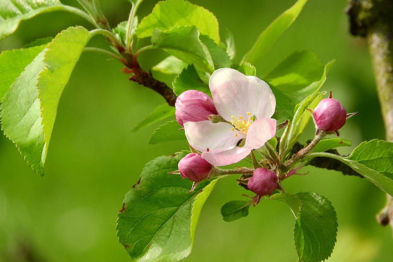 apple-blossom a blossoming fruit tree blooming apple tree free photo