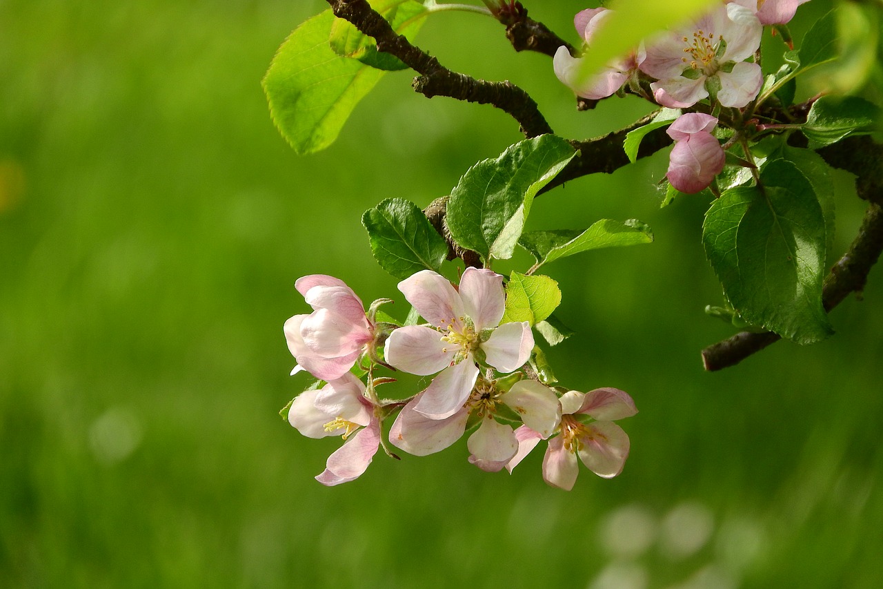 apple-blossom a blossoming fruit tree blooming apple tree free photo