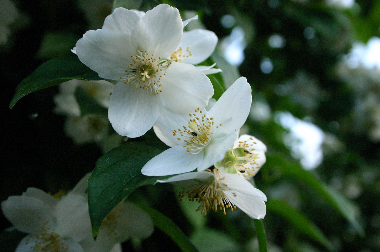 apple blossom flowers spring free photo