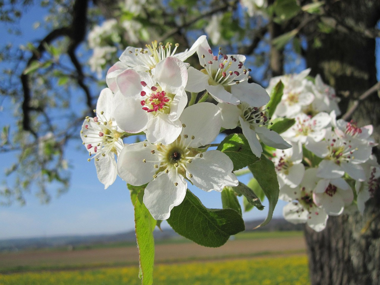 apple blossom apple tree branch free photo