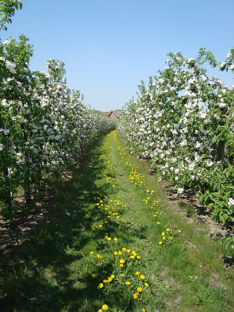 apple blossom spring apple tree free photo