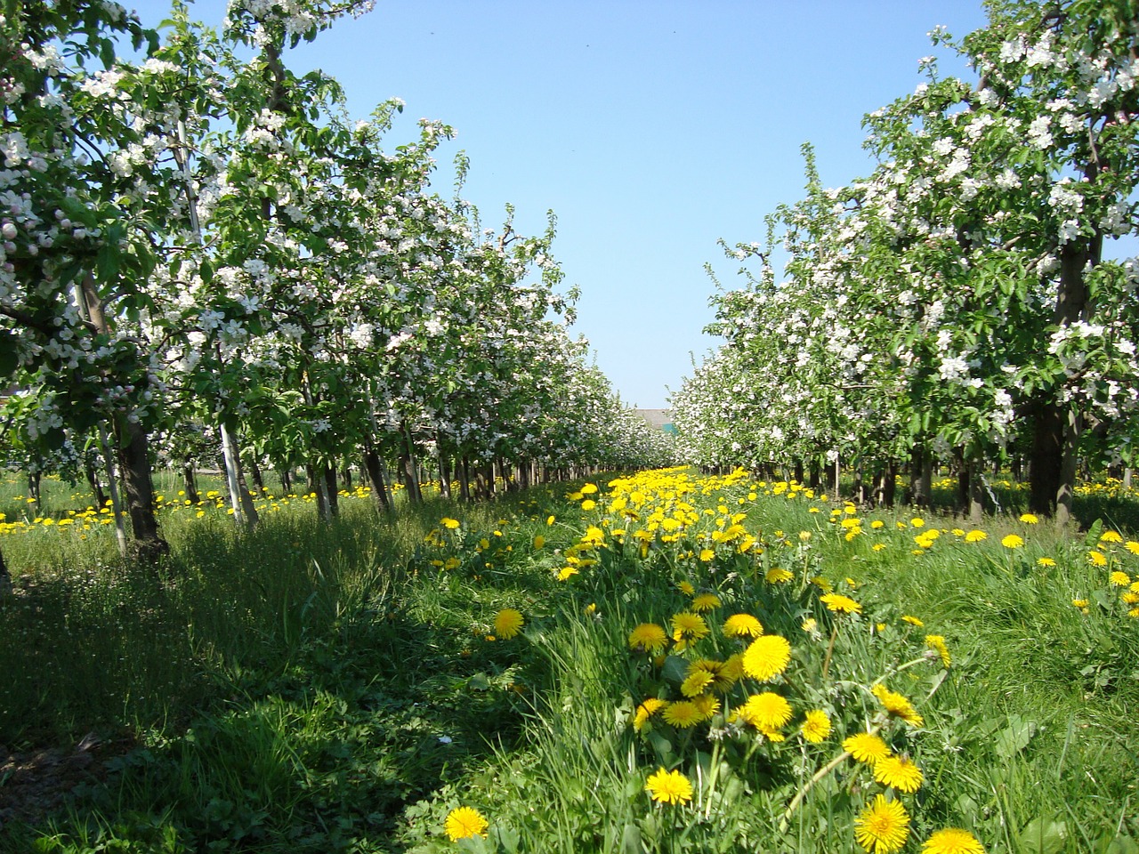 apple blossom spring apple tree free photo