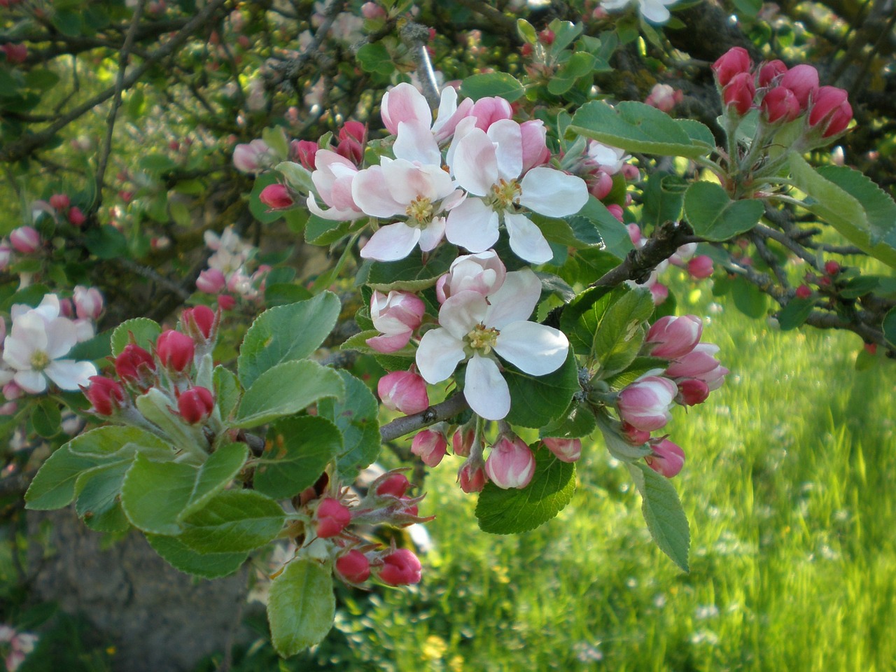 apple blossom blossom bloom free photo