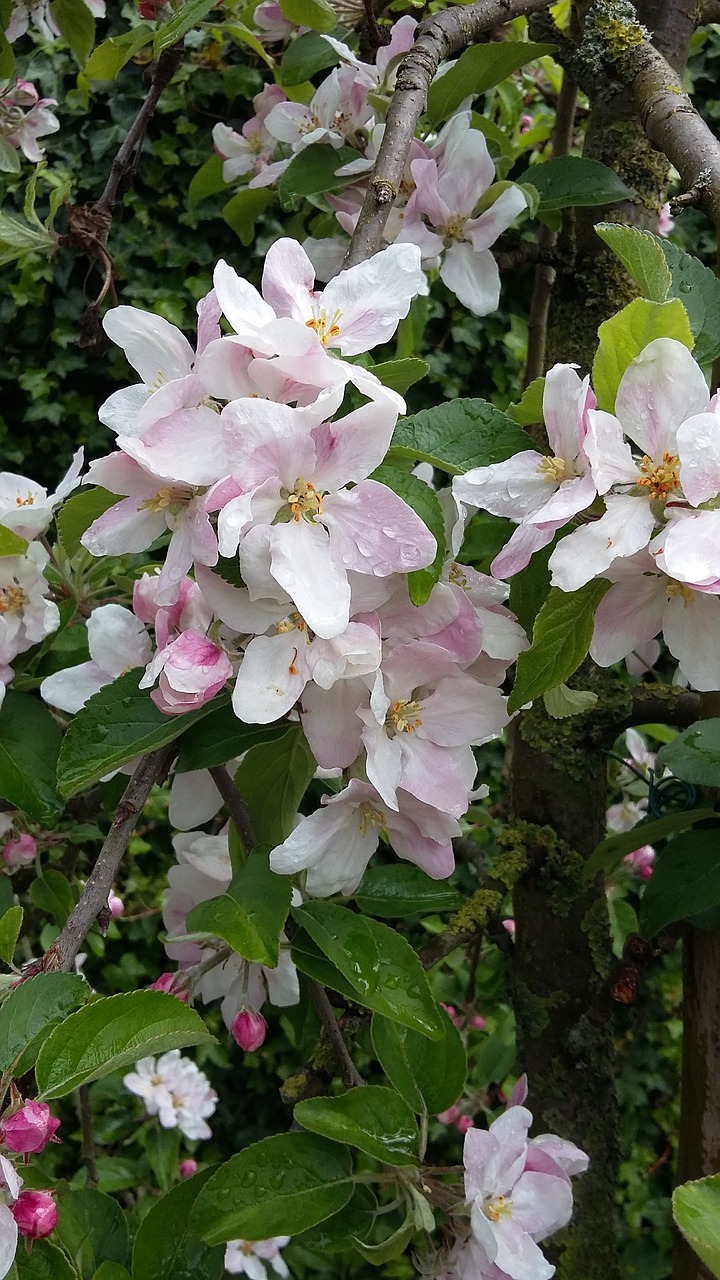 apple blossom blossom apple tree free photo