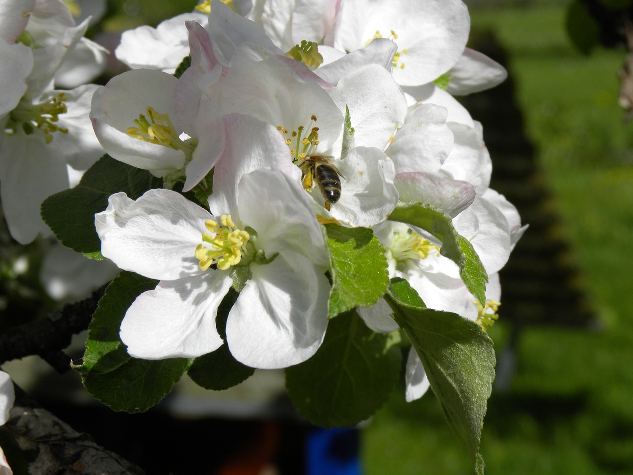 apple blossom bee nature free photo