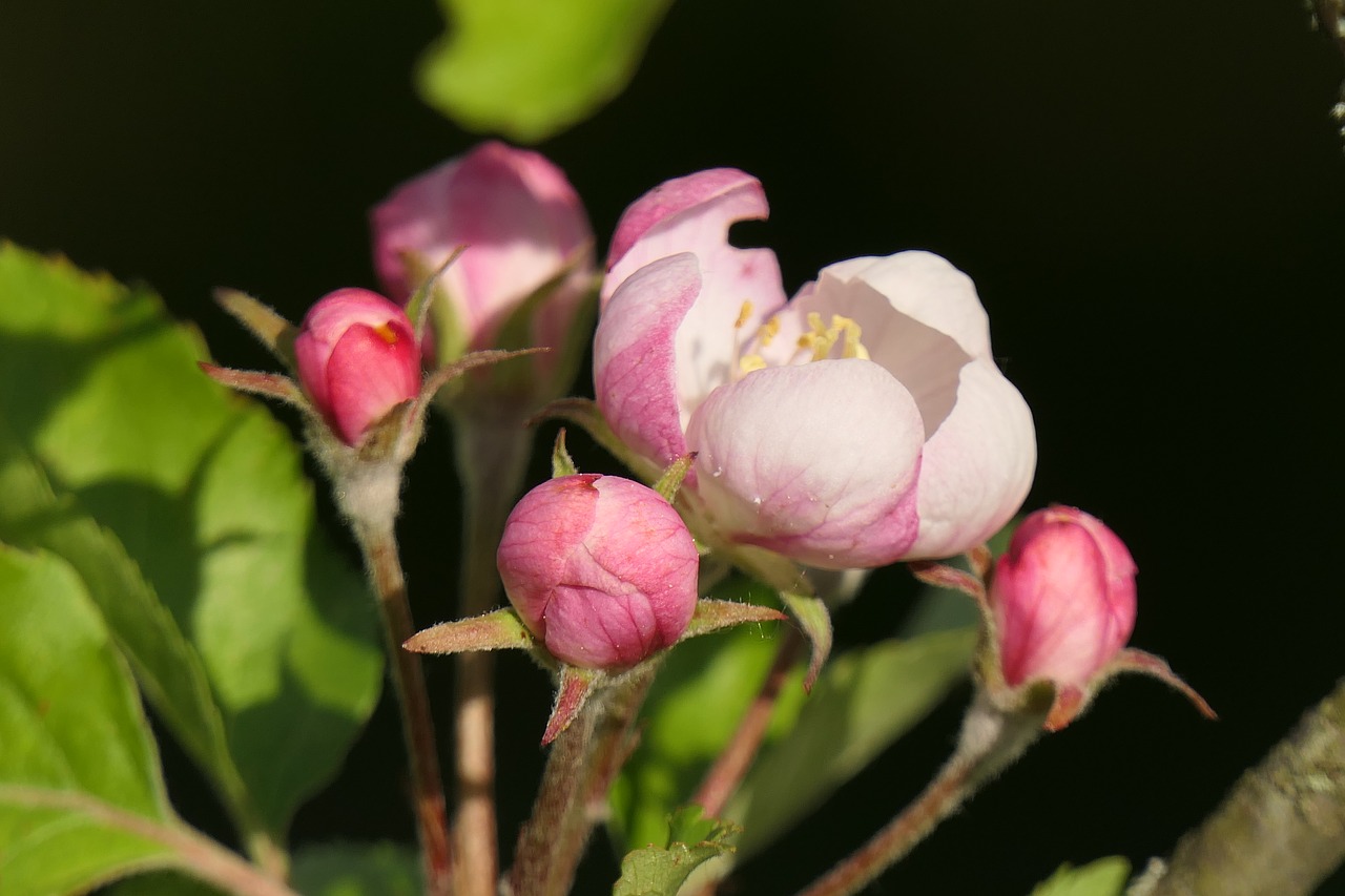 apple blossom spring pink free photo