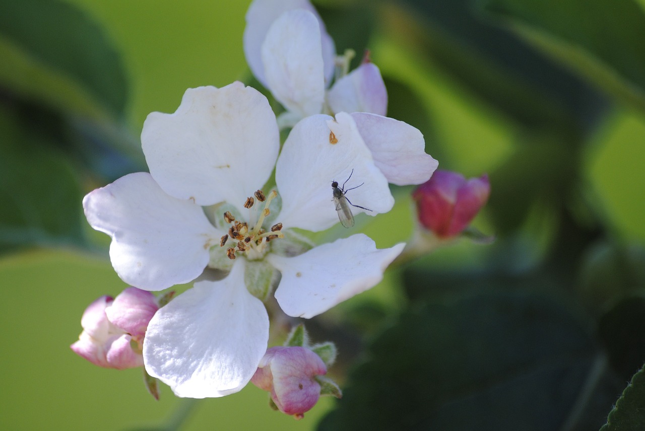 apple blossom insect closeup free photo