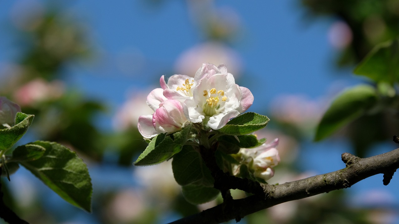 apple blossom apple tree spring free photo