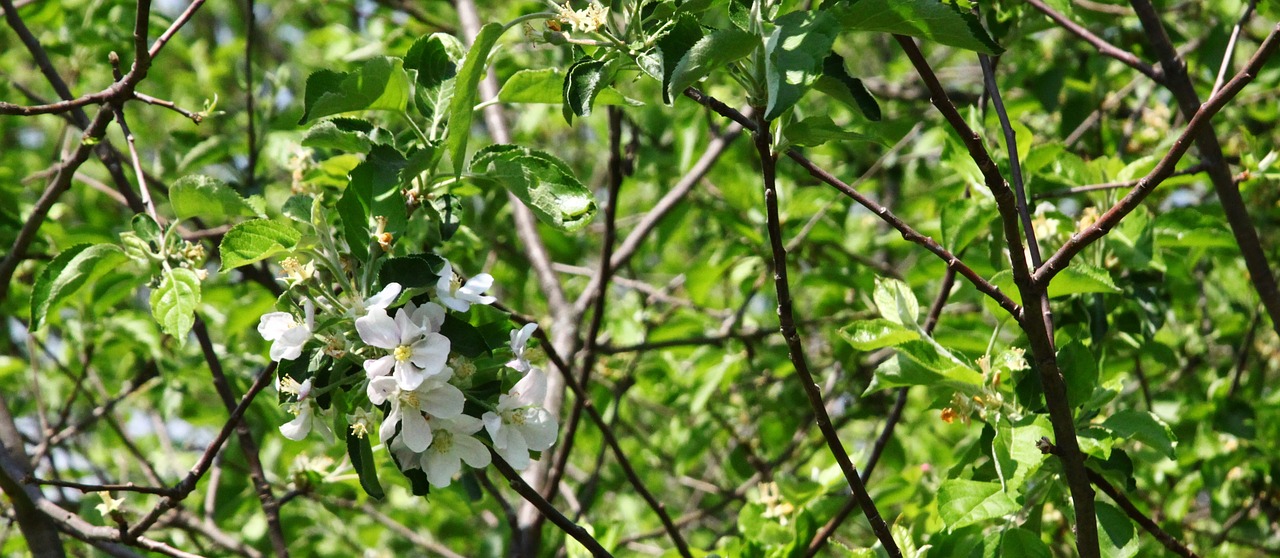 apple blossom appomattox apple tree free photo
