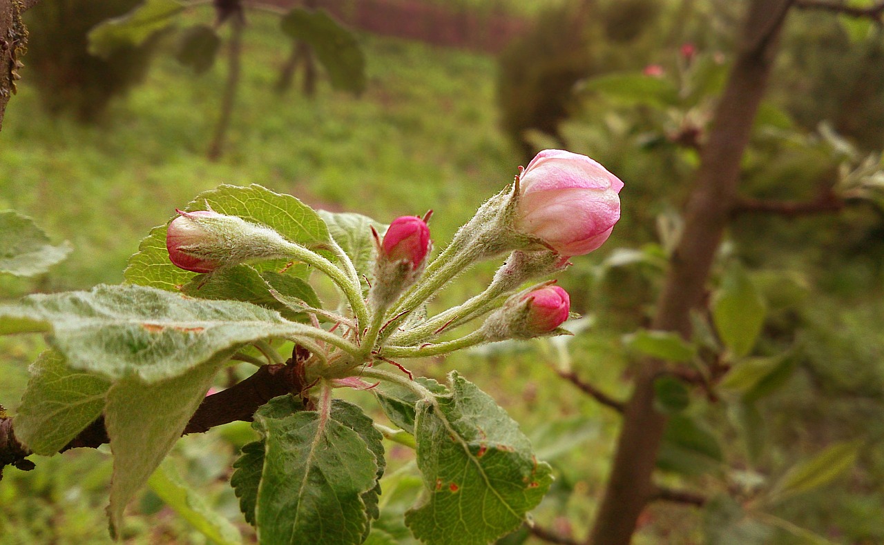 apple-blossom bud macro free photo