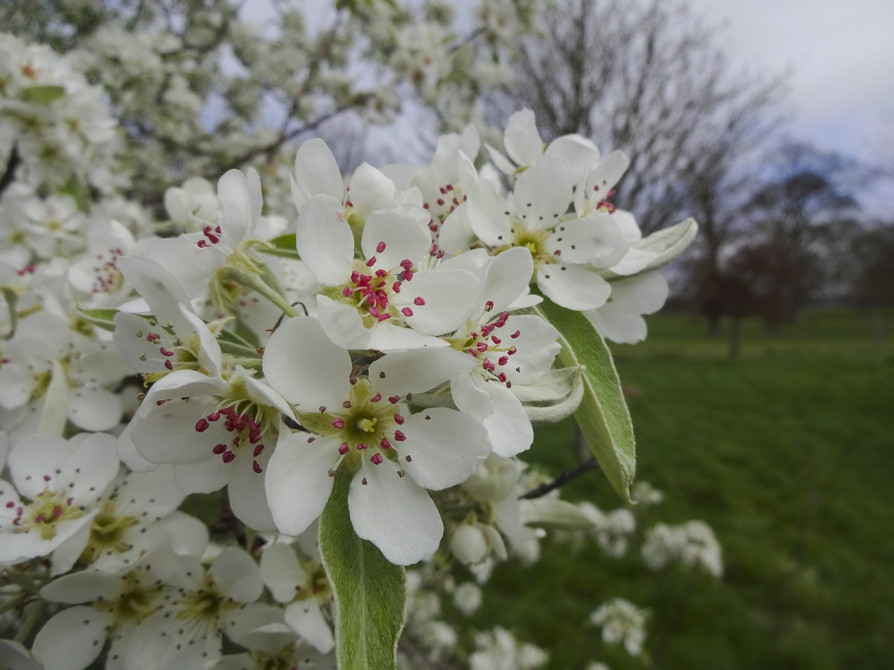 apple blossom flowers tree blossom free photo