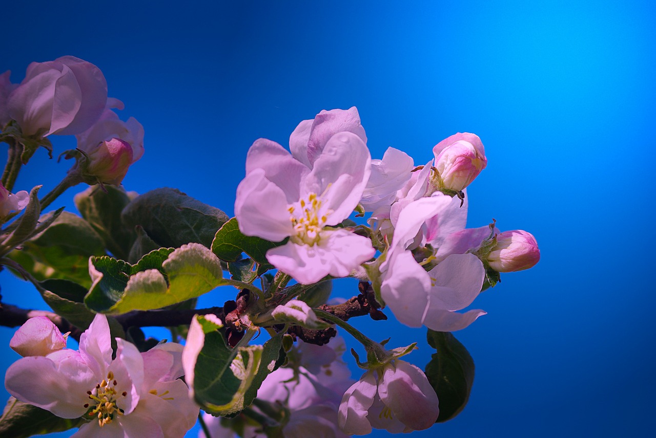 apple blossom apple tree nature free photo