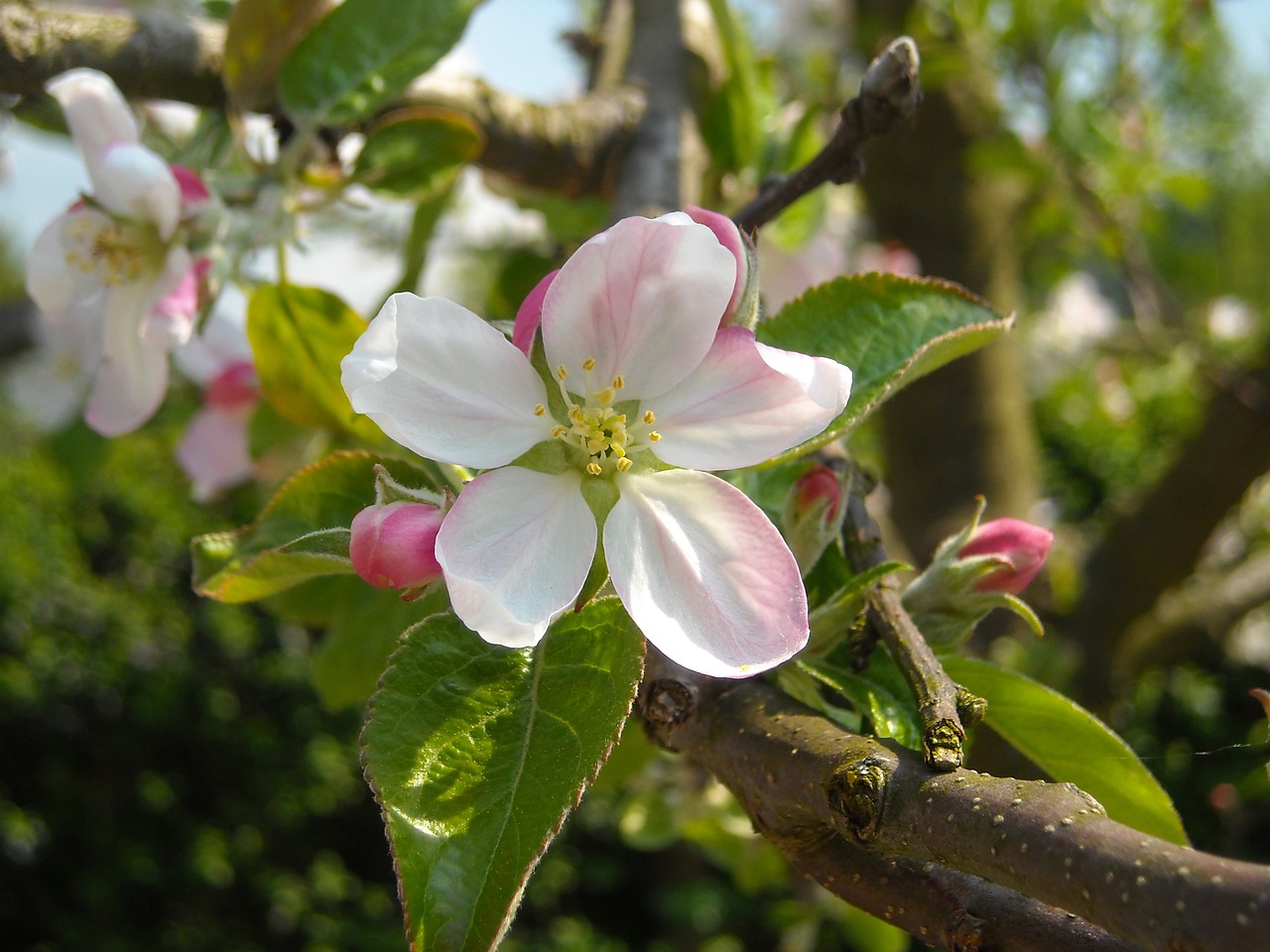 apple blossom apple tree spring free photo