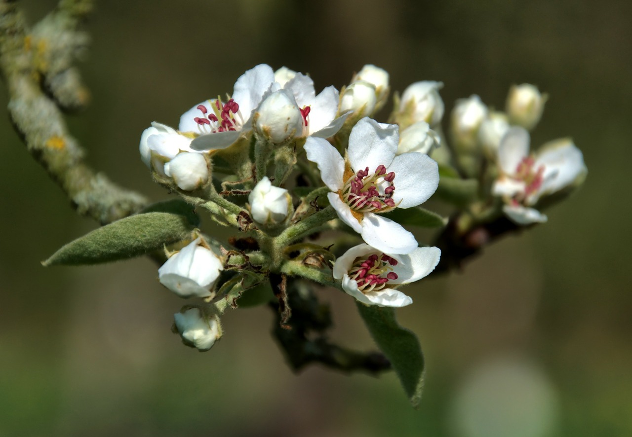 apple blossom flowers apple tree free photo