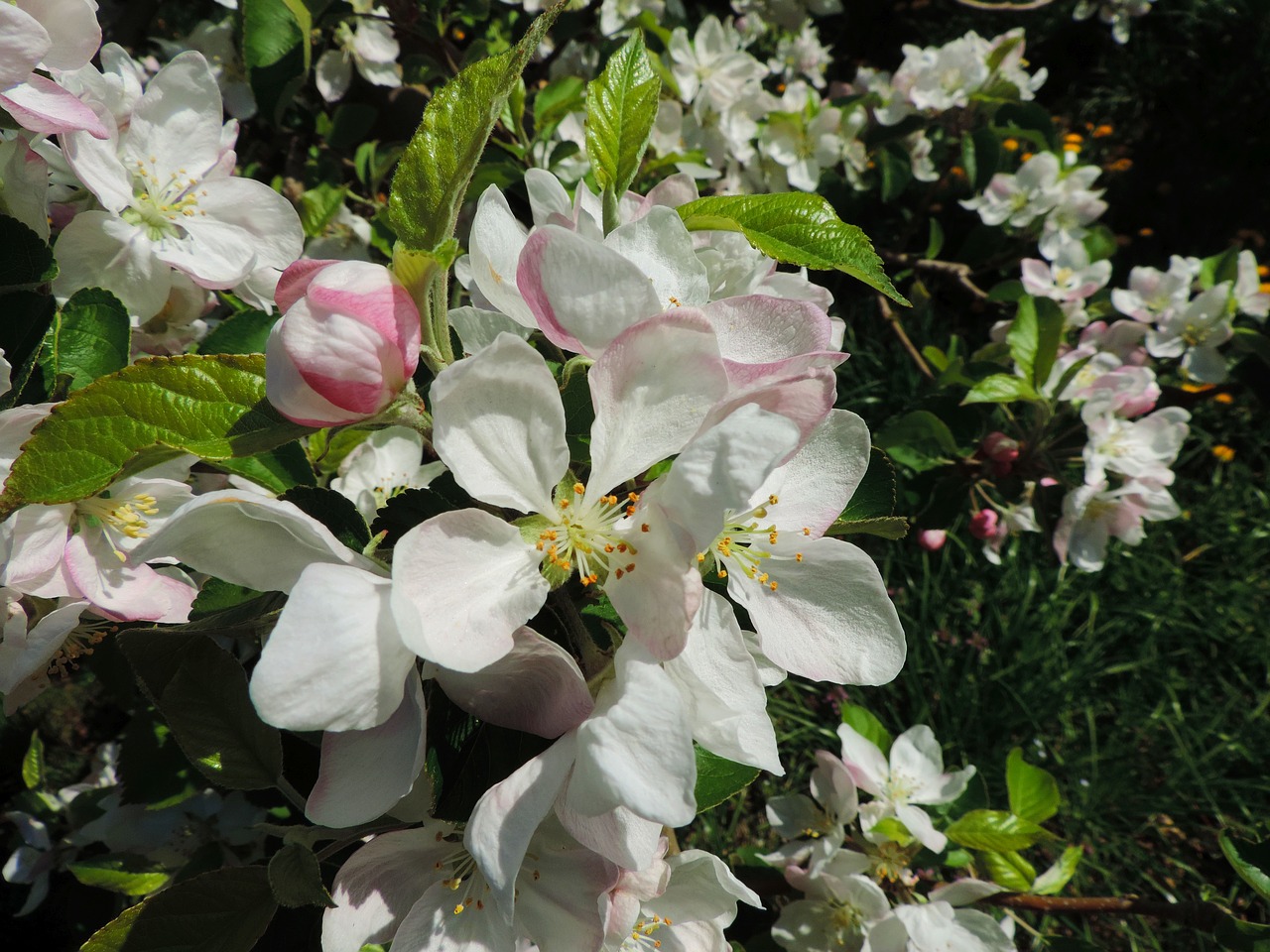 apple blossom south tyrol plant free photo