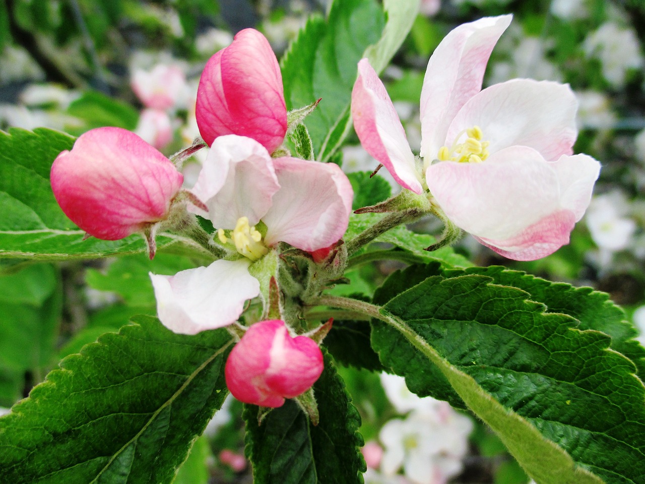 apple blossom orchard pink free photo