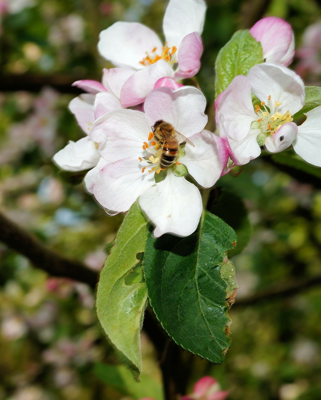 apple blossom apple tree blossom free photo