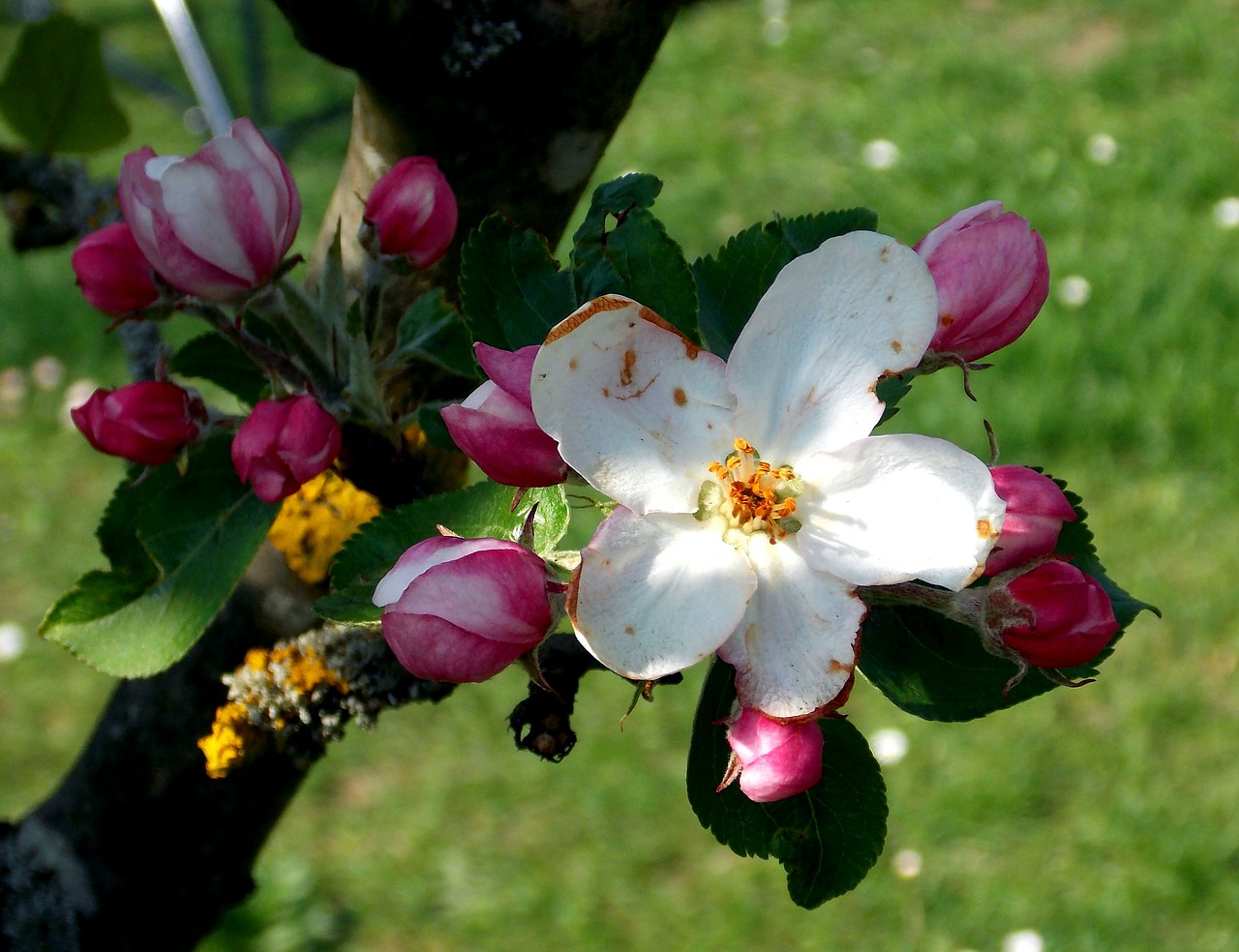 apple blossom spring flower apple tree free photo