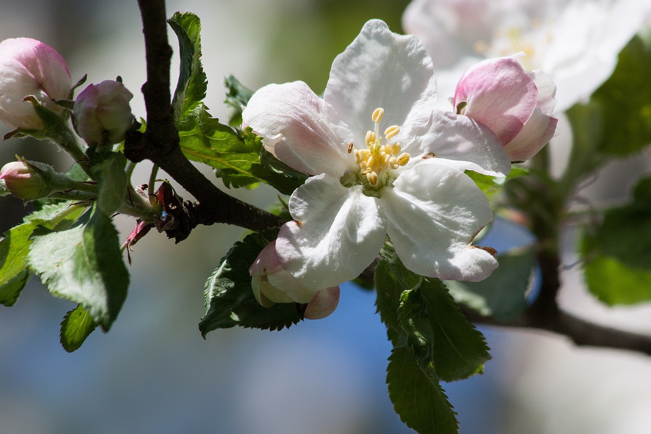 apple blossom bloom flowers free photo