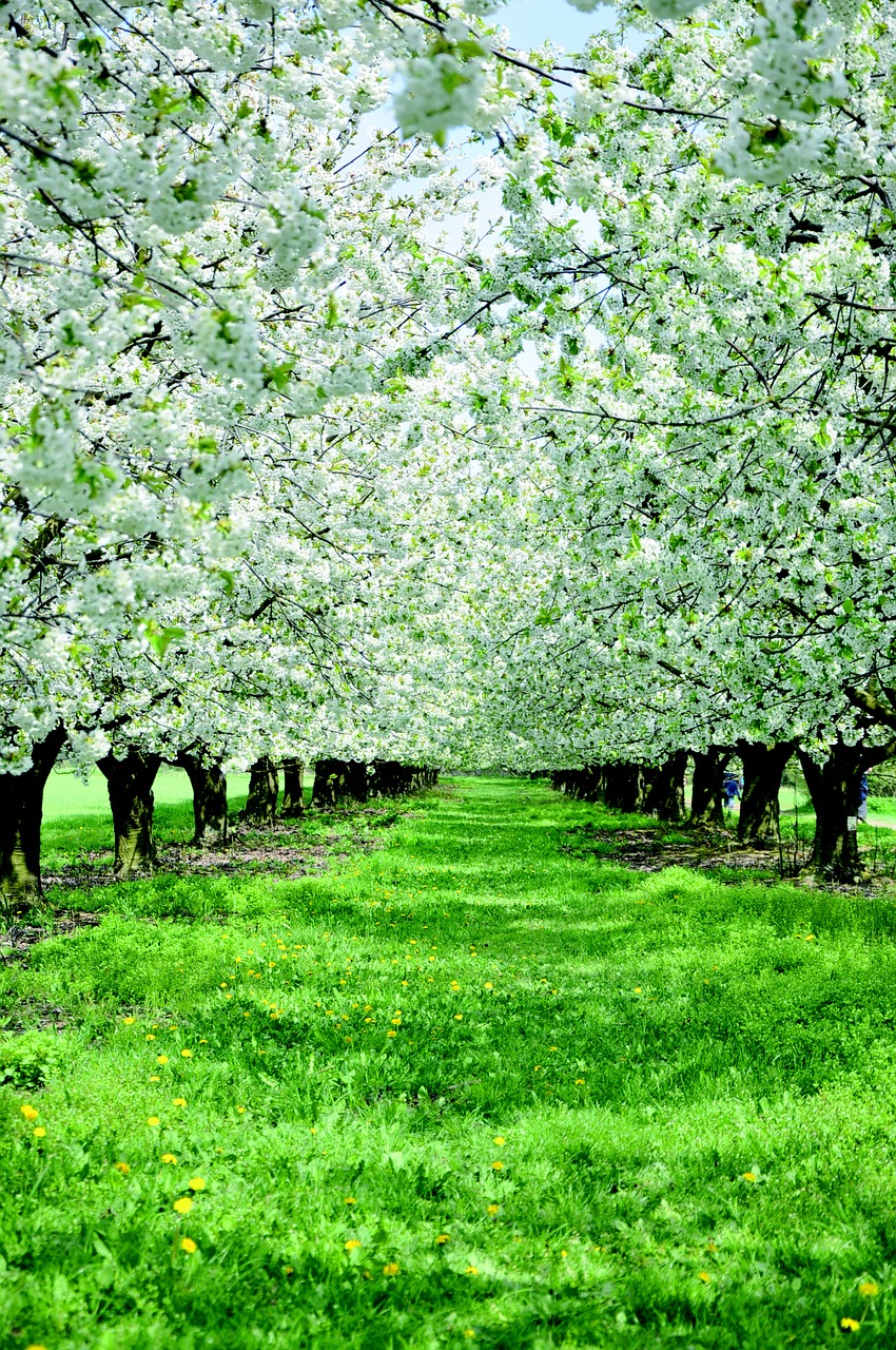 apple blossom apple trees flowers free photo