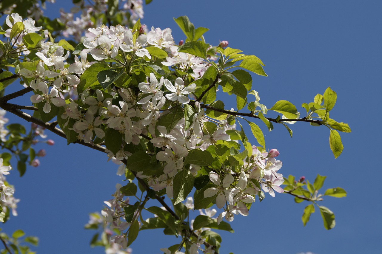 apple blossom apple tree blossom free photo